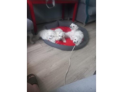Bichon frise anne baba yurtdışından getirildi