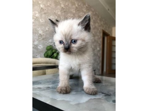 Teslime hazır british bluepoınt red poınt bebekler