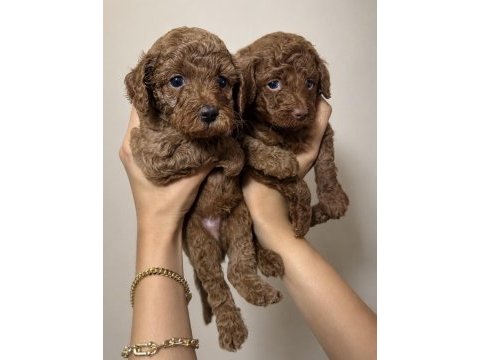 Poodle bebekler