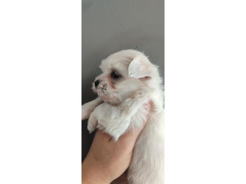 Minimal terrier kızlar