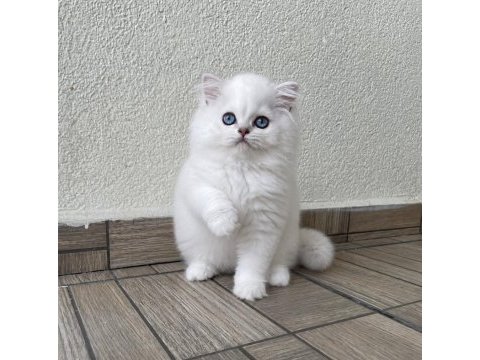 Tatlı pamuk şeker british oğlumuz