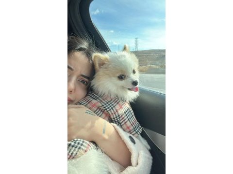 Pomeranian boo