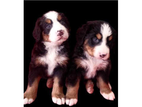 Bernese mountain dog