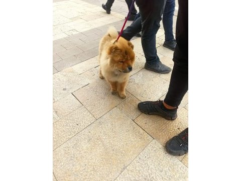 3 buçuk aylık çin aslanı sağlığı aşıları tamdır
