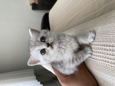 British shorthair bebekler yeni ailelerini bekliyor
