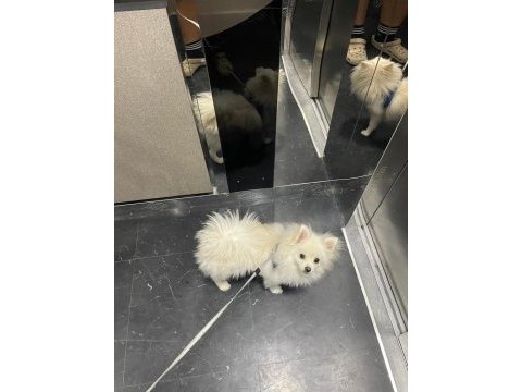 Pomeranian boo köpeğimiz