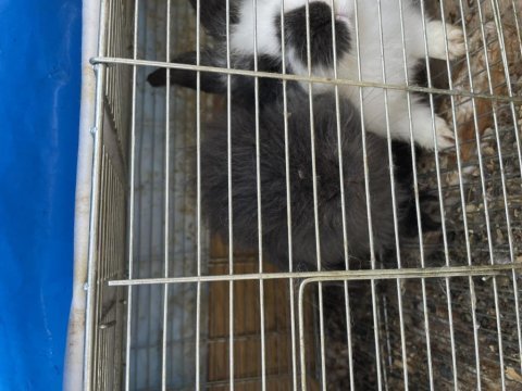 Hollanda lop tavşanı (takım) açıklamaya bakın