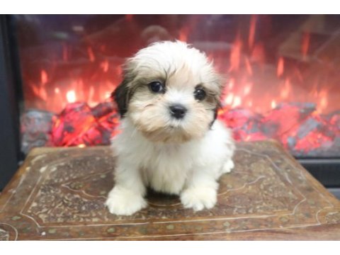 Safkan shih tzu yavruları sahiplendirme aşılı