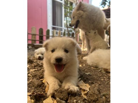 Kartopu safkan samoyed yavrusu