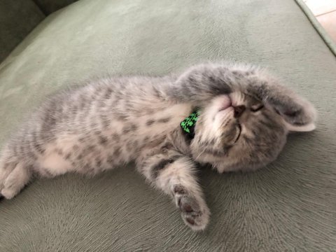 Oyunbaz british shorthair evinizin yeni neşe kaynağı olacak