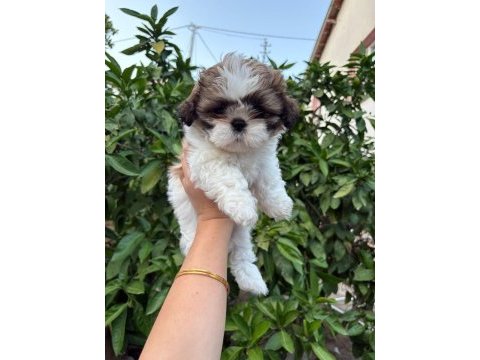 Son 2 adet shih tzu 1 erkek 1 dişi