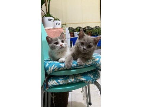 British shorthair