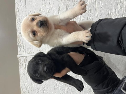 Renk renk labrador bebekler