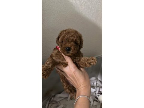Red brown renk dişi poodle