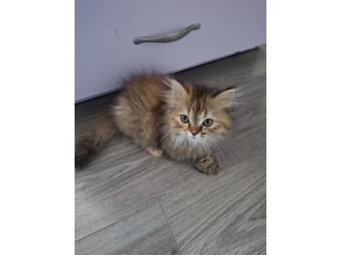 British longhair kedimiz