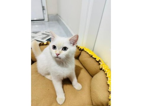 2.5 aylık british shorthair