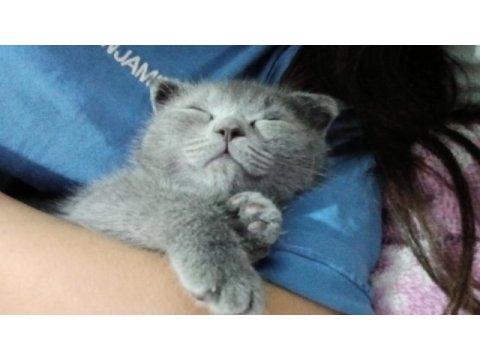 Yavru scottish fold