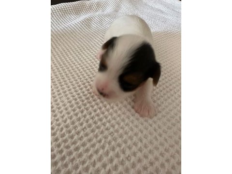 Biewer yorkie 15 günlük (2 aylıkken sahiplendirilecek)