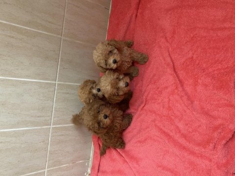 Teacup poodle