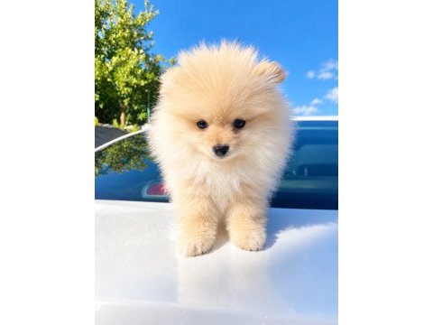 Bakımlı ve akıllı pomeranian kızımız
