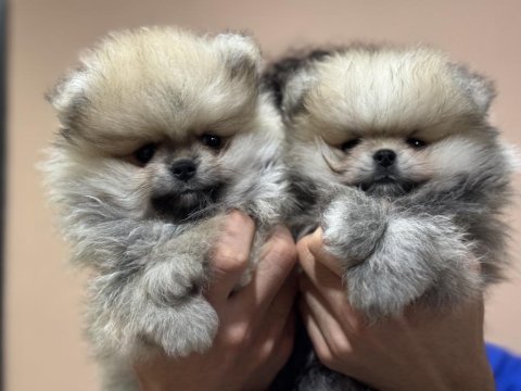Petmode köpek çiftliğinden  tea cup teddy pomeranian