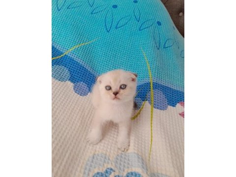 50 günlük scottish fold yavruları