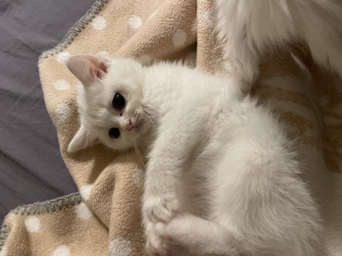 Beyaz british shorthair ve longhair