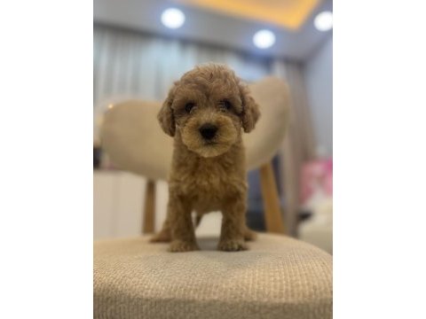 Orjinal maltipoo bebeklerim