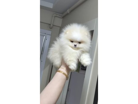Üst kalite teacup ayıcık surat pomeranian boo erkek