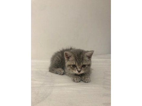 Oyunbaz british shorthair evinizin yeni neşe kaynağı olacak
