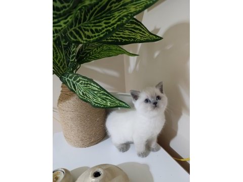 Sevimli british shorthair bebekler