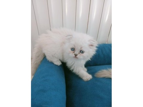 Mavi gözlü british longhair bebeğim