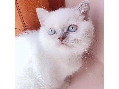 British shorthair prensesimiz