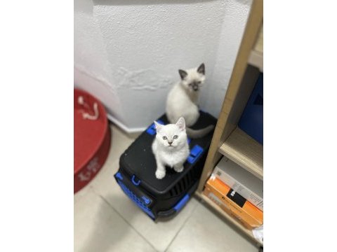 Sağlık garantili british shorthair yavruları