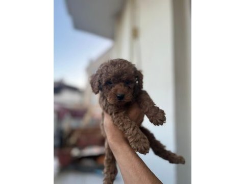 Toy poodle çikolata köpeklerim