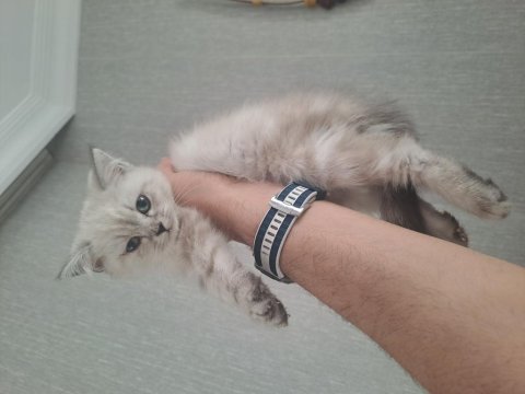 Minik kedicikler orjinal
