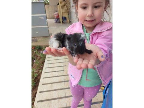Yavru ginepig