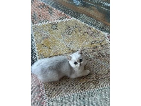 Safkan silver british shorthair