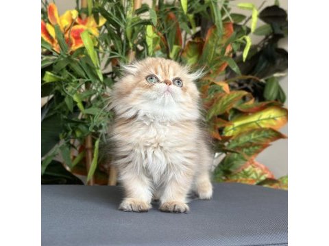Safkan şecereli golden chocolate erkek scottish fold