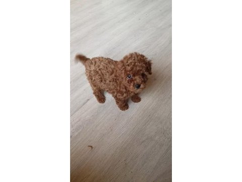 Poodle bebekler uygun verilecek