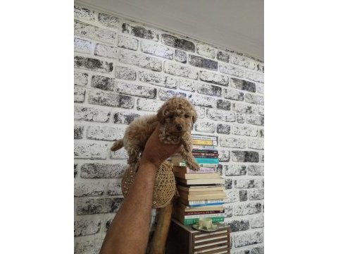 Toy poodle yavru