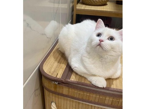 Beyaz british shorthair prenses