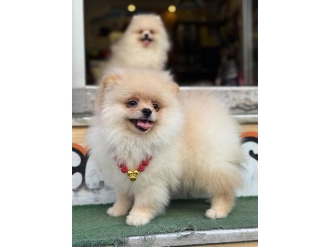 Premium pomeranian boo