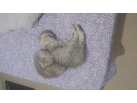 Scottish fold erkek yavrum