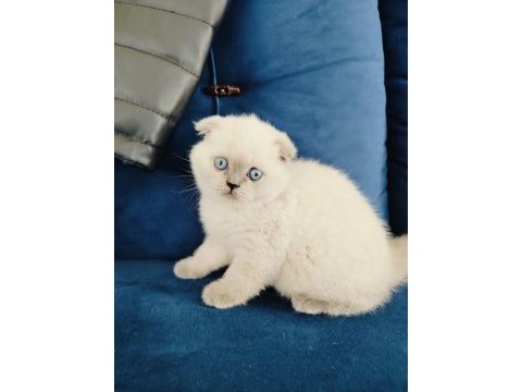 Scottish fold yavruları