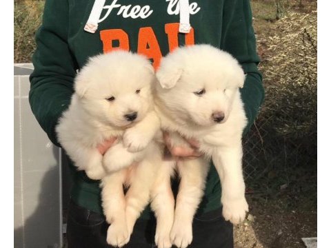 Irk garantili samoyed yavrularımız
