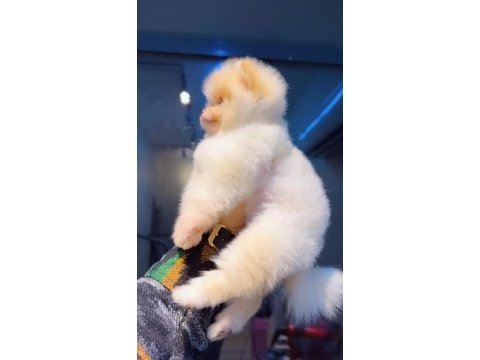 Pomeranian boo köpeğimiz