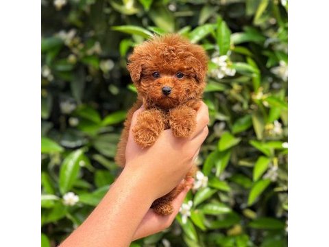 Ruhsatlı üreticiden toy poodle bebekler