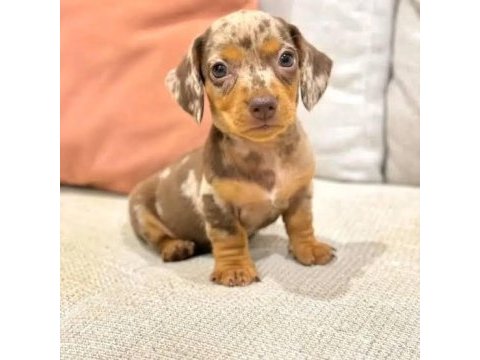 Çiftliğimizden özel renk dachshund bebekler