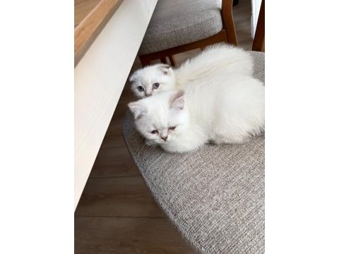 2 aylık kulakları kırık cins yavru kedimiz